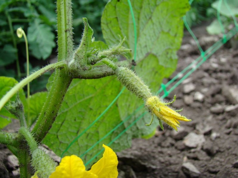 W lipcu o owocujące ogórki trzeba się szczególnie zatroszczyć.