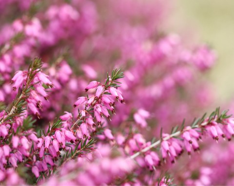 Wrzosiec wiosenny, wrzosiec krwisty (Erica carnea)