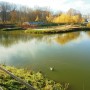 Rośliny, JESIEŃ  LŚNI  ZŁOCIŚCIE - Park Kachla Bytom