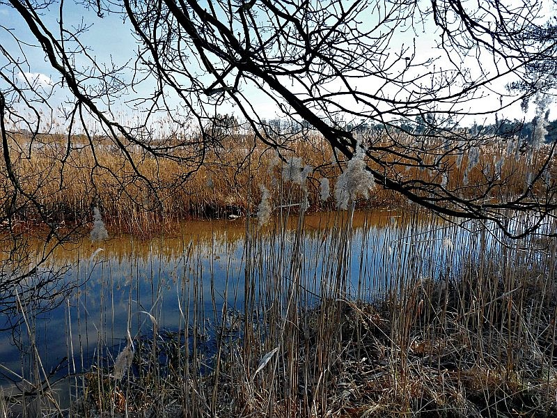 Pozostałe, Marzec u mnie - bagienko urocze