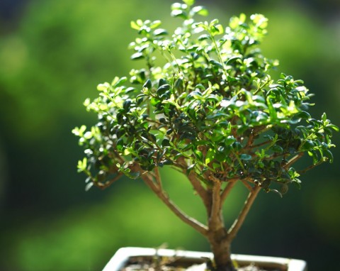 Pachnie jak dobre perfumy, możesz mieć domu i ogrodzie. Jak uprawiać bonsai Syzygium?