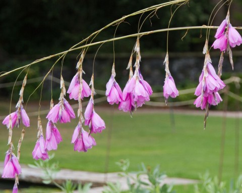 Eteryczne kwiaty, których kształt ściąga spojrzenia. Dierama – ciekawe odmiany i uprawa