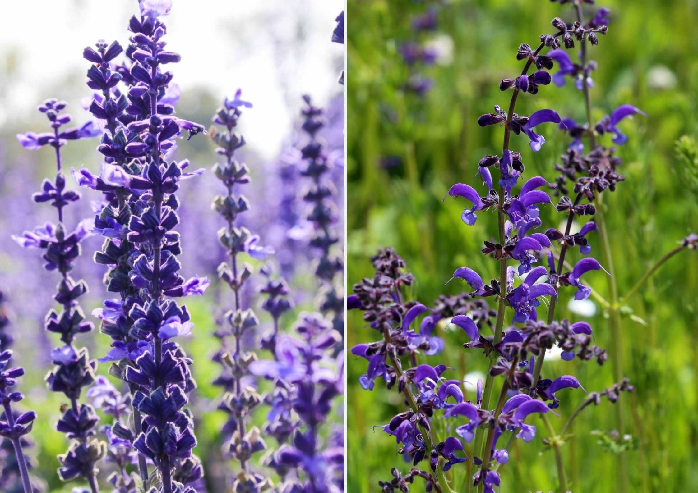 szałwia lekarska i łąkowa