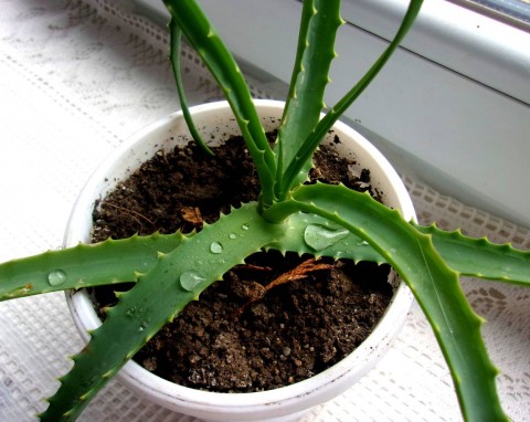 Kiedyś był w domu każdej babci, dziś trudno kupić. Wystarczy jeden liść, żeby aloes wypuścił korzenie