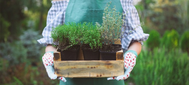 Poradnik ogrodnika: Jak plewić grządki, by nie nabawić się bólu pleców