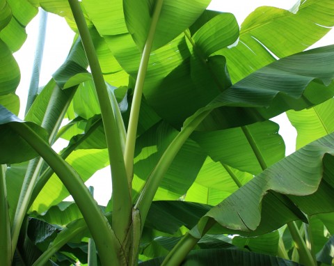 Bananowce - najlepsze warunki uprawy i pielęgnacja