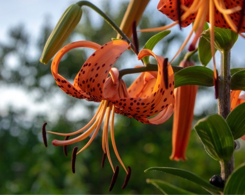 Lilia tygrysia (Lilium Lancifolium)