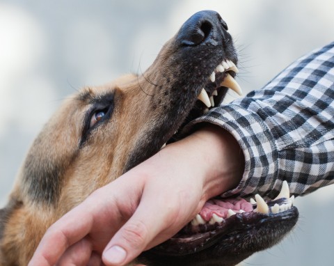 Ugryzienie przez psa to nie żarty. Sprawdź, jak się bronić przed atakiem agresywnego psa