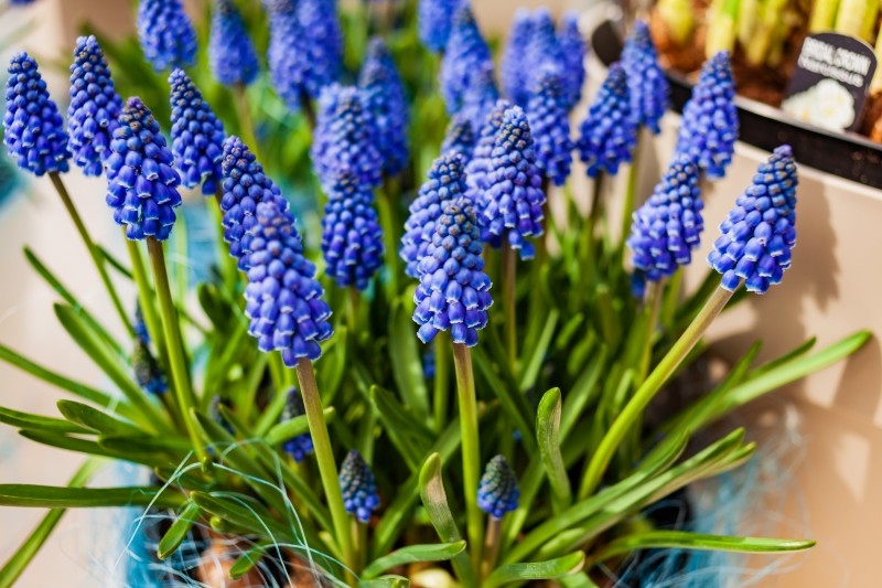 zimowe sadzenie szafirków