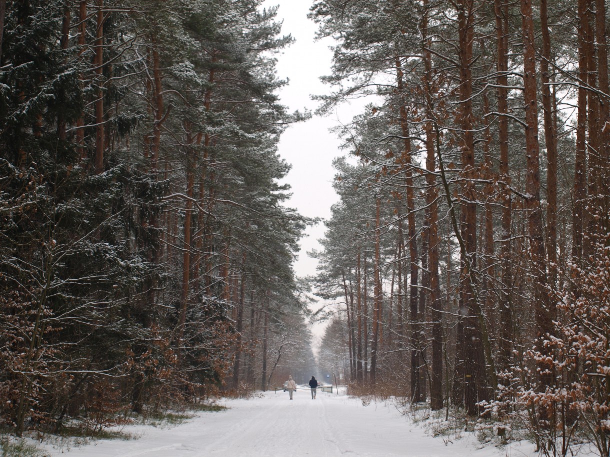 Leśne klimaty, Zimowe kwiaty i liście