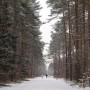 Leśne klimaty, Zimowe kwiaty i liście