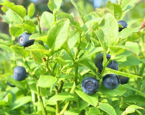 Borówka czarna (Vaccinium myrtillus)