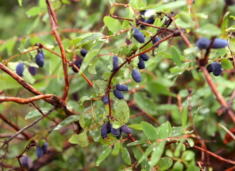 Regularne przycinanie jagody kamczackiej rozpoczynamy od piątego roku uprawy.