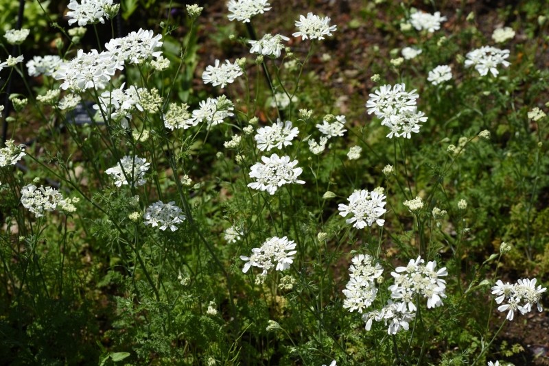 orlaya wielkokwiatowa