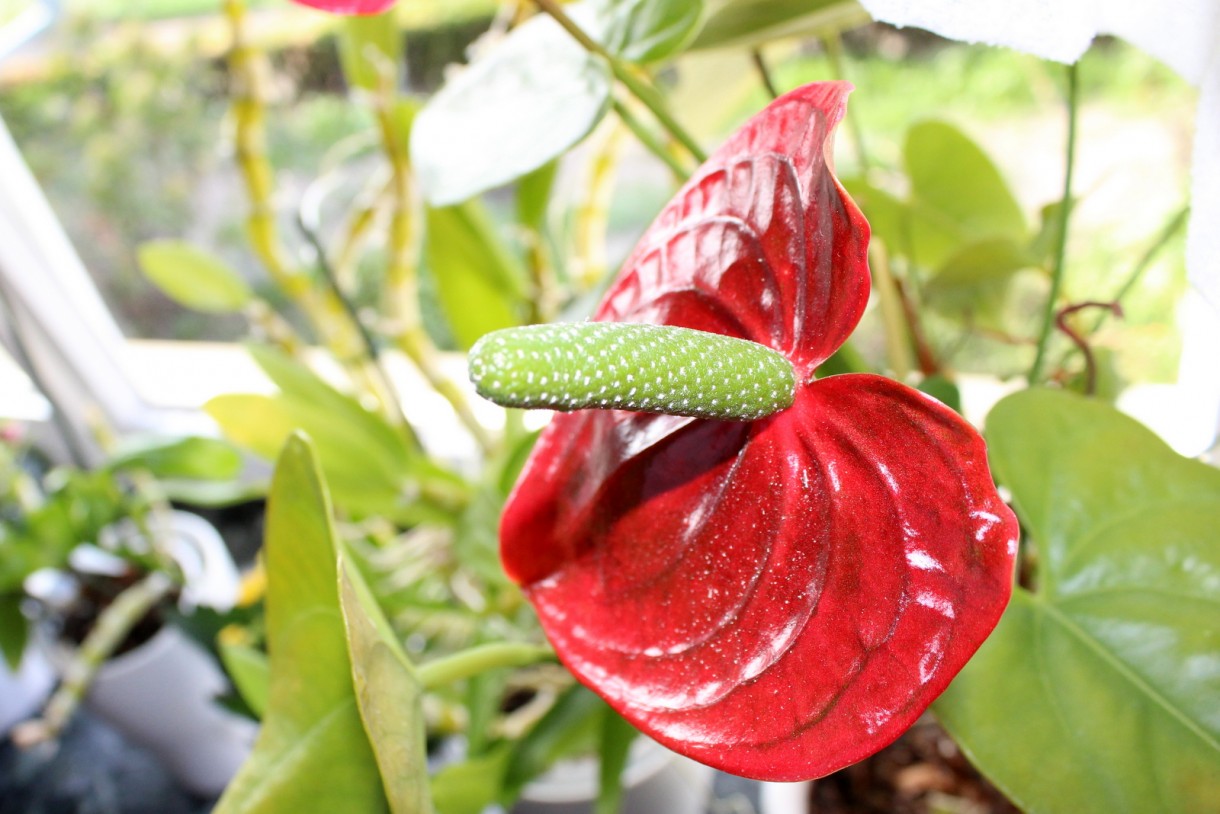 Rośliny, Anthurium, wrzosy i inne ...