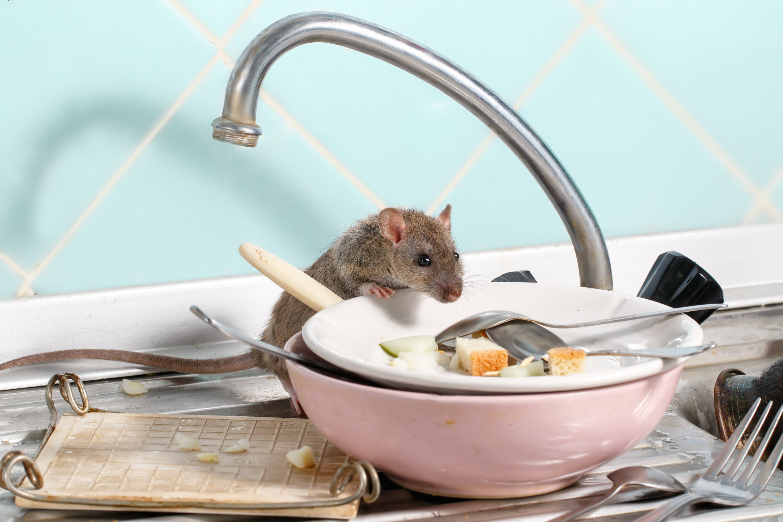 jak-si-pozby-myszy-sprawdzone-sposoby-na-gryzonie-dom