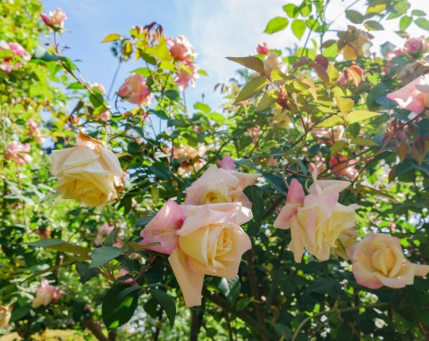 To najczęściej stosowany przez amerykańskich ogrodników naturalny nawóz do róż. Kwitną bajecznie