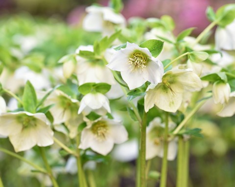 Zimowy król kwiatów doniczkowych. Kwitnie do wiosny i nie jest tak kapryśny jak grudnik