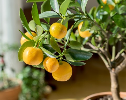 Cytrusy prosto z parapetu. Prosty sposób na domową uprawę drzewka pomarańczowego