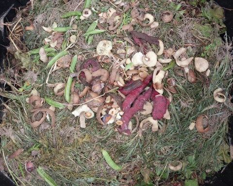 Jak przyspieszyć rozkład kompostu jesienią? Na wiosnę będziesz mieć solidny nawóz pod warzywa