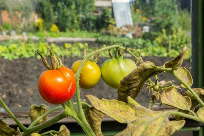 co może spalić pomidory