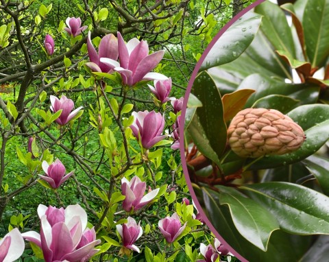 Jak rozmnażać magnolie – najlepsze terminy i sposoby. Jakich warunków potrzebuje magnolia?
