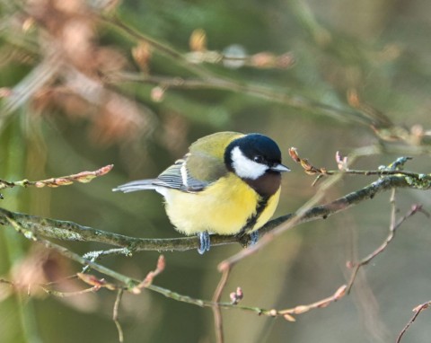 Co robią ptaki, żeby przetrwać zimę i chronić się przed mrozem? Tego sposobu na pomoc możesz nie znać