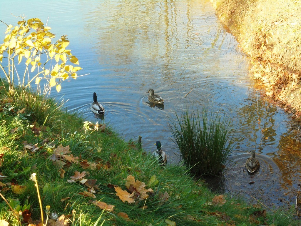 Rośliny, JESIEŃ  LŚNI  ZŁOCIŚCIE - Park Kachla Bytom