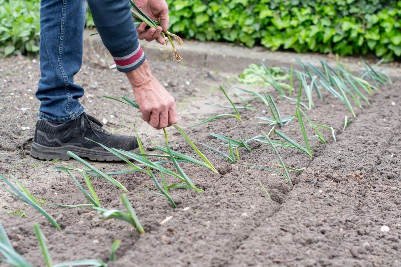 Sadząc pory, zadbajmy o zachowanie odpowiednich odległości między roślinami.