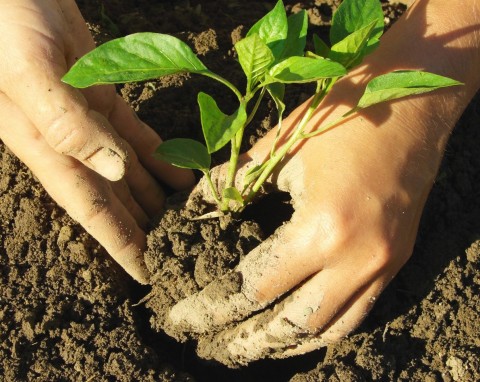 Papryka to lubi, włóż pod korzeń podczas sadzenia. Sposób na zdrową i dorodną paprykę