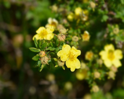 Pięciornik krzewiasty (Potentilla fruticosa)