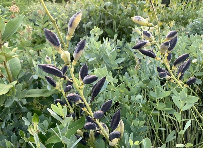 Babtysja błękitna wytwarza na pędach strąki nasienne – ozdobione nimi łodygi świetnie nadają się na suche bukiety.