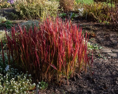 Imperata cylindryczna (Imperata cylindrica)