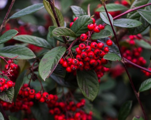 Irga wierzbolistna (Cotoneaster salicifolius)