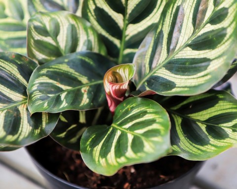 Kalatea (Calathea)