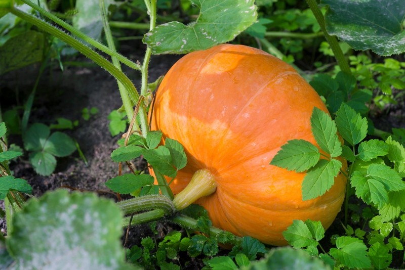 jak przycinać dynie