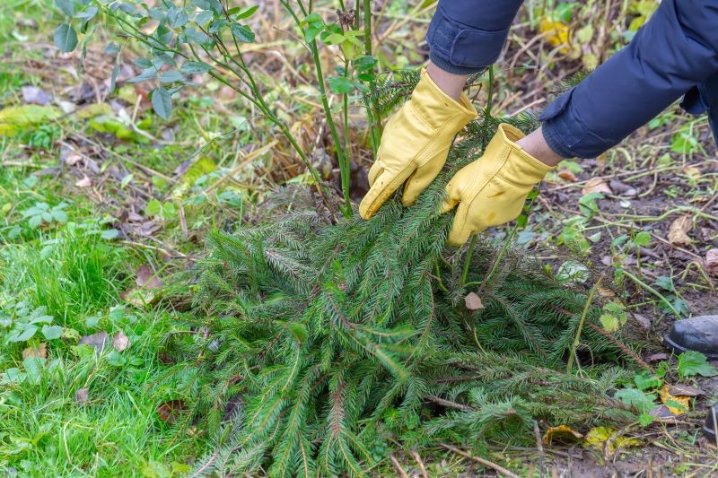 Kiedy odsłaniać róże po zimie? 
