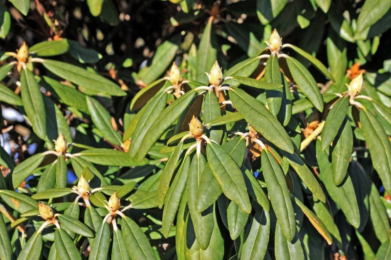 jak przygotować rododendrony do zimy