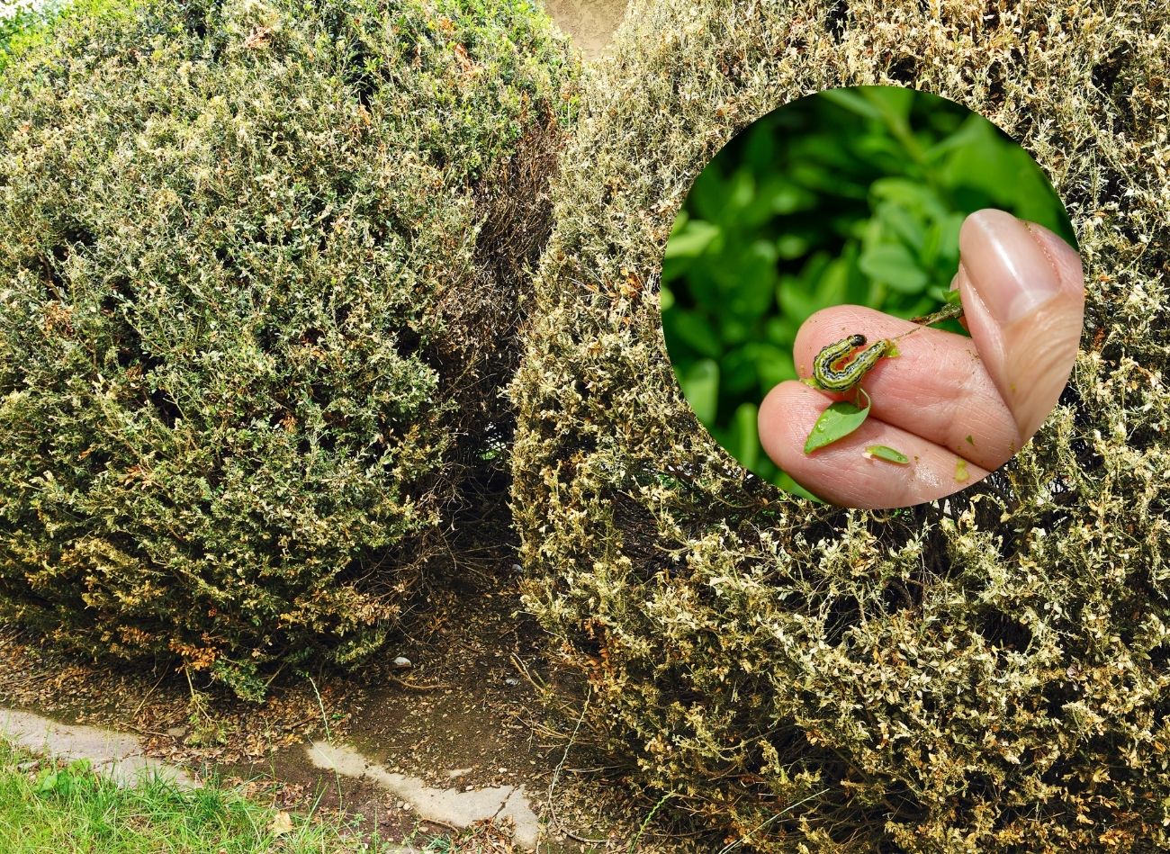  Solidnie posyp bukszpan. Larwy ćmy pospadają, krzak się pięknie zazieleni