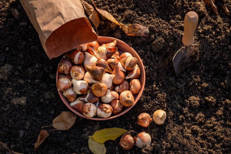 dlaczego cebulki tulipanów gniją