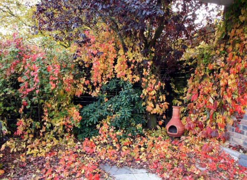 Winobluszcz potrafi w krótkim czasie zdominować rośliny w ogrodzie. 