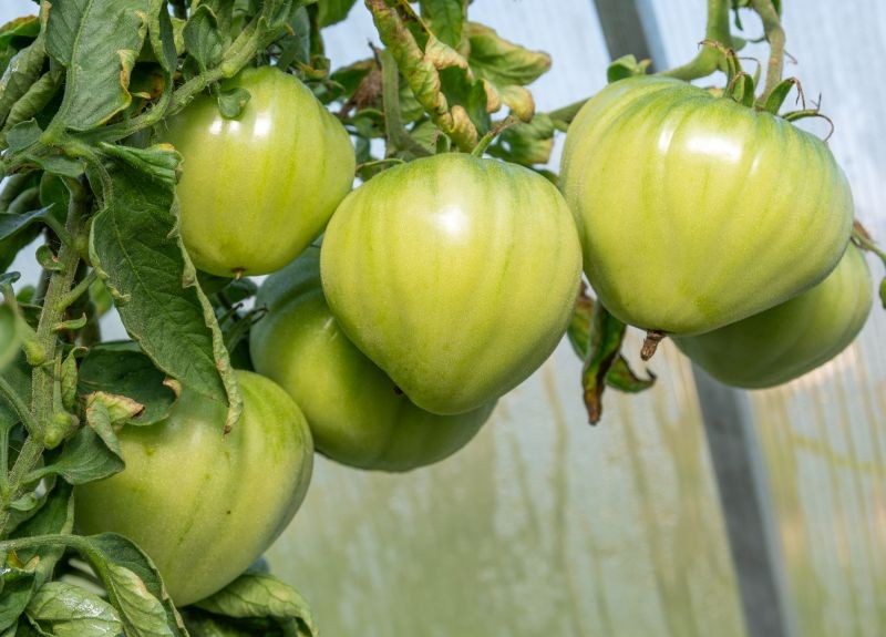 Naturalne nawozy poprawią walory smakowe pomidorów z ogrodu.