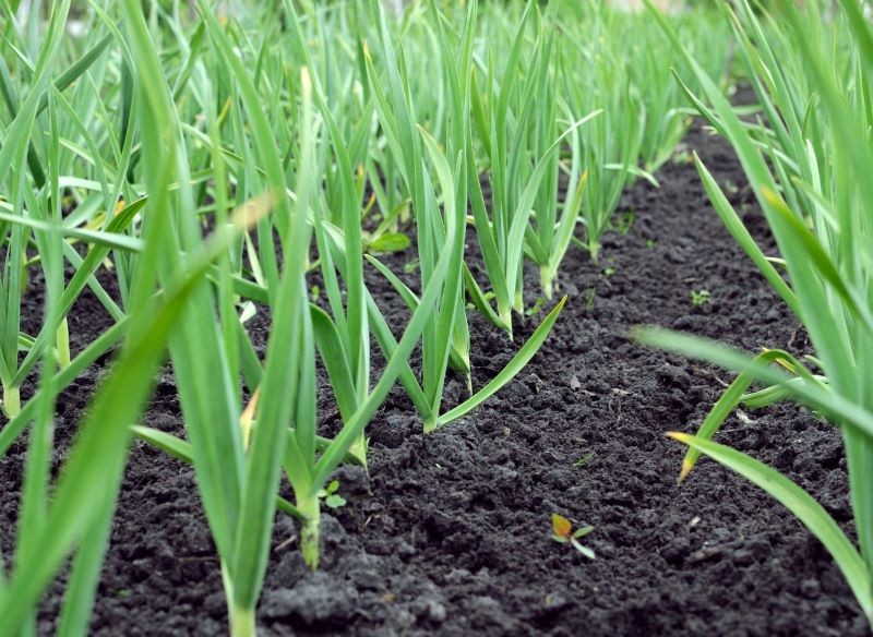 Jeśli czosnek uprawiamy na przeciętnej glebie, nawożenie jest niezbędne.
