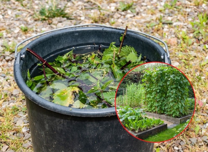 nawożenie pomidorów