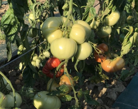 Marchewka, ogórki, pomidory rosną dużo szybciej. Warzywa podlewam specjalnie zrobionym nawozem