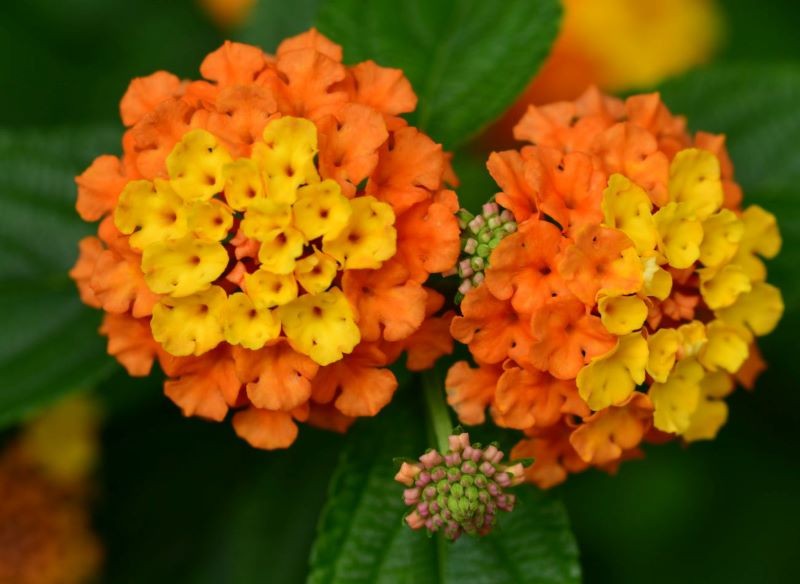 Niektóre odmiany lantany mają pomarańczowo-żółte kwiaty.