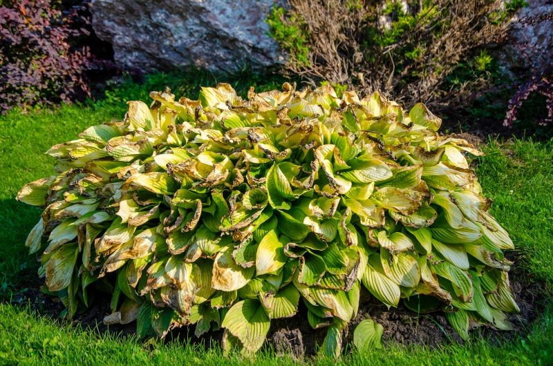 Trzy proste zabiegi sprawią, że hosty wzmocnią się przed zimą.