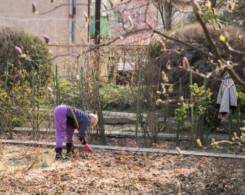 Ściółkowanie warzywnika liśćmi i kartonem. Zimowa wersja no-dig
