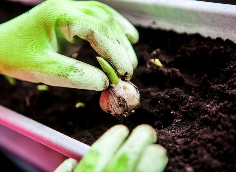 Warstwowe sadzenie roślin cebulowych w donicy pozwala na uzyskanie niezwykle dekoracyjnego efektu.