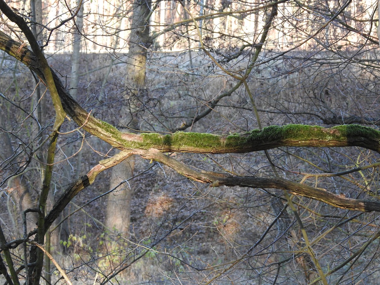 Leśne klimaty, GRUDNIOWY CZAS